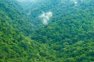 Regenwald Costa Rica