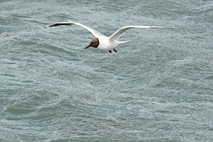 Möwe