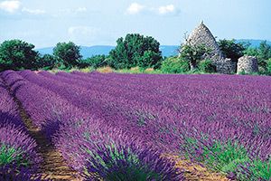 Lavendelfelder Aix-en-Provence