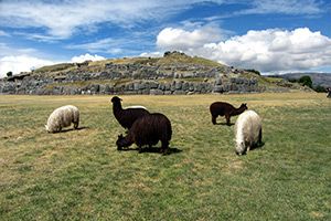 Lamas in Peru