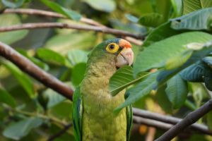 Papagei Costa Rica