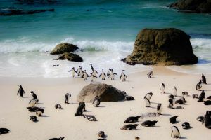 Pinguine Boulders Beach